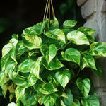 Pothos Live Plant, Live Pothos Plant, 4 to 6 Inches, House Plants Live for Growing Indoor and Outdoor, 4 Inc Potted (Golden)