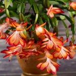 True Thanksgiving Cactus Plant Live in 4" Pot, Ready to Bloom, Holiday Christmas Cactus Plants Live, Vibrant Blooms (Orange)