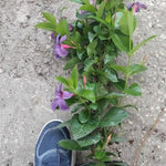 Mandevilla Plant Live, 10 to 12 Inc Tall Seedling, Purple Mandevilla Vine Plants, Perennial Flowering Mandevilla Live Plant