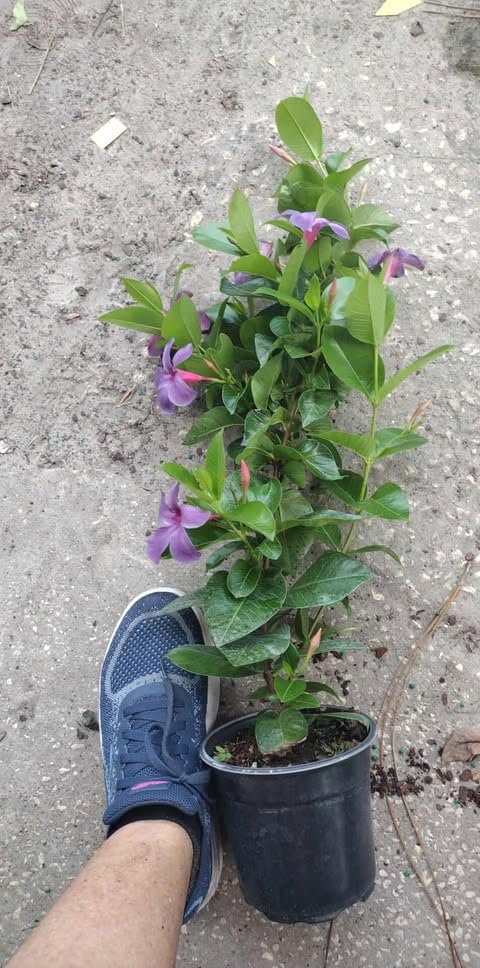 Mandevilla Plant Live, 10 to 12 Inc Tall Seedling, Purple Mandevilla Vine Plants, Perennial Flowering Mandevilla Live Plant