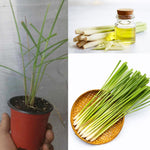 2 Lemon Grass Live Plants in 4" Pot, Lemongrass Plants for Outside Planting, Indoor Outdoor Herb, 5-10" Tall Starter Plant