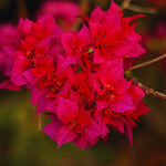 2 Bougainvillea Plants Live, Bougainvillea Live Plant, 4 to 6 Inc Tall, Flower Vine Plant Garden (Double Red)