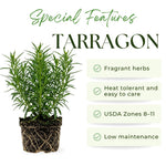 Pack of 2 Texas Tarragon Plants Live, Tarragon Live Plant, 4-6 Inc Tall, Herbs for Indoor Outdoor Growing