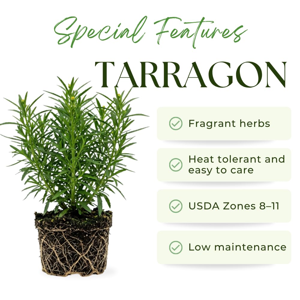 Pack of 2 Texas Tarragon Plants Live, Tarragon Live Plant, 4-6 Inc Tall, Herbs for Indoor Outdoor Growing