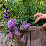 4 Purple Chives Plants Live, Hardy Heirloom Leek Chives Herb Plants for Culinary Outdoor Garden, 4-8" Tall