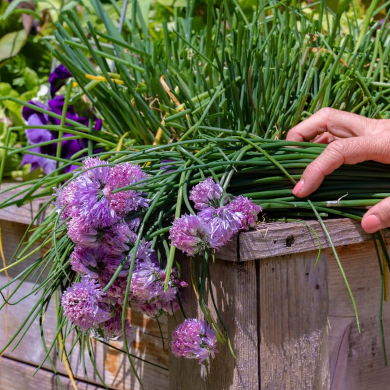 Pack of 5 Mix Chives Plants Live, 4-8" Tall Heirloom Leek Chives for Outdoor Herb Garden