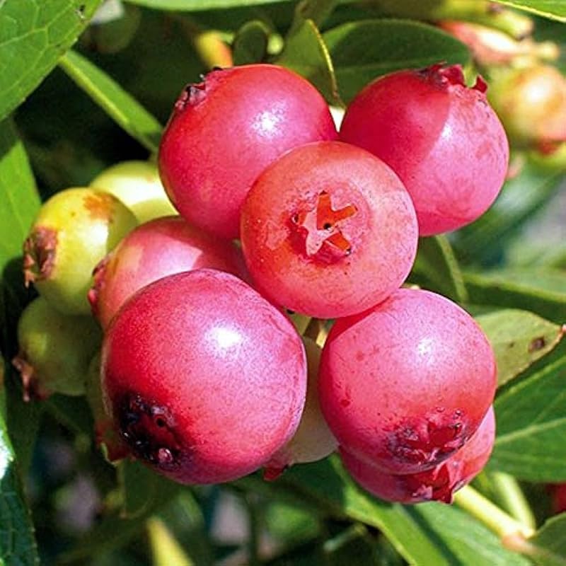 2 Blueberry Trees Live Plant for Planting, 5-10" Tall, Blueberry Plant Live, Sweet Blueberry Bush Live Plant, Large Blueberries Fruit Bareroot (Pink Lemonade Blueberry)