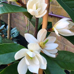 White Magnolia Tree in Gallon Pot, Live Flowering Magnolia Tree, Hardy Ornamental Shade Trees with Fragrant Blooms