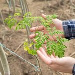 2 Moringa Plants Live, Dwaft Moringa Trees Plants Live Gardening, 6 to 8 Inches
