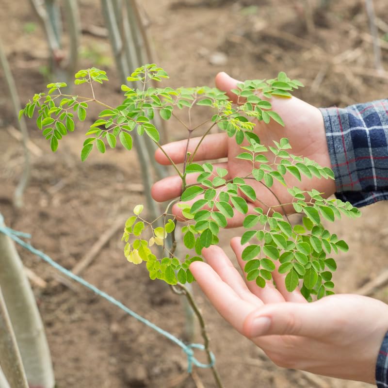 2 Moringa Plants Live, Dwaft Moringa Trees Plants Live Gardening, 6 to 8 Inches