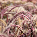 2 Grass Ornamental Grasses Seedlings, Live Grass Perennial Hardy Ornamental Plants, Outdoor Planting, 5-9" Tall (Purple Fountain)