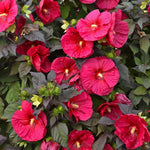 Hibiscus Plants Live, Hardy Hibiscus Plants Live, Easy to Plant, Hibiscus Tree Live Plant, Perennial Flower Tree, Red Hardy Hibiscus