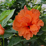 2 Double Orange Hibiscus Trees Live Plant, Hardy Hibiscus Plants Live, 5 to 7Inc, Hibiscus Shrub Gardening