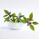 Basil Live Plant in 4″ Pot, Fresh Culinary Herb for Garden and Patio, Indoor Outdoor Growing (Blue Basil)