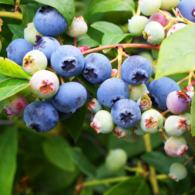2 Blueberry Trees Live Plant for Planting, 5-10" Tall, Blueberry Plant Live, Sweet Blueberry Bush Live Plant, Large Blueberries Fruit Bareroot (Biloxi Blueberry)