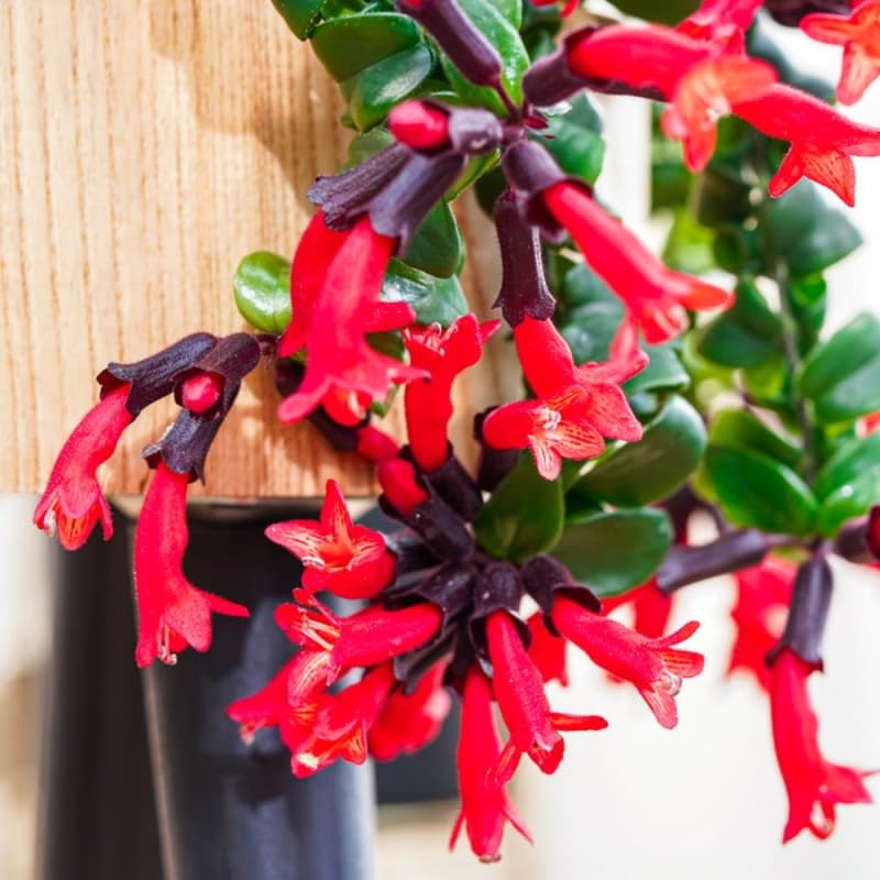 Red Twisted Lipstick Plant Live for Planting in 3 Inches Pot, Aeschynanthus Red Lipstick Live Plant Indoor Outdoor