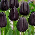 Common Black Tulip Bulbs, Vibrant Spring Blooms for Garden Beds and Containers, 10 Bulbs per Pack (Common Black)