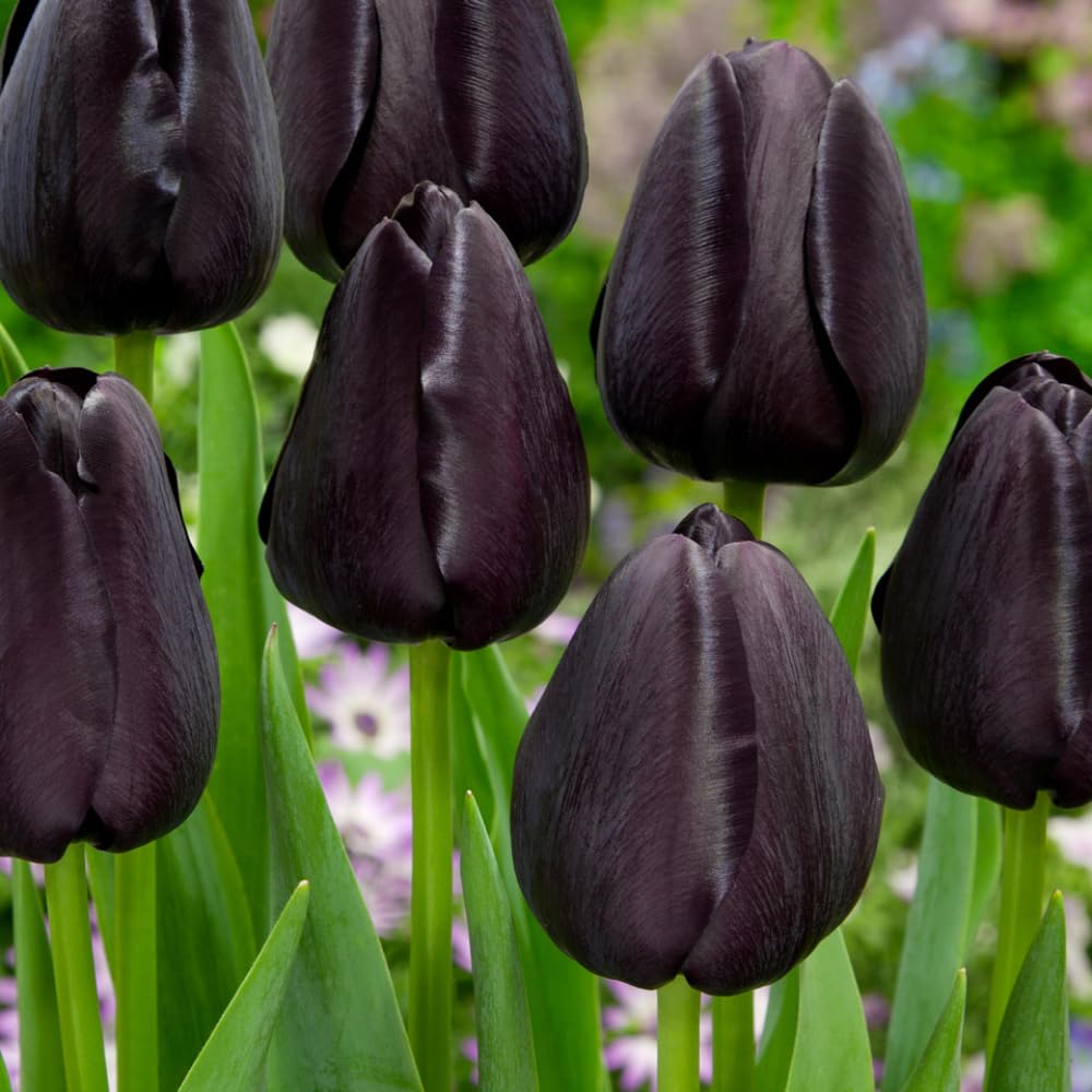 Common Black Tulip Bulbs, Vibrant Spring Blooms for Garden Beds and Containers, 10 Bulbs per Pack (Common Black)