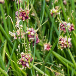 6 Walking Onion Plants Live for Planting, Easy-Grow Egyptian Onions, Fresh Onion Plants, Hardy Perennial Vegatable