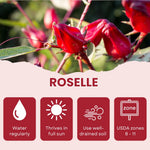 Roselle Hibiscus Plant Live, Hibiscus Sabdariffa Plant, Red Sorrel Jamaica Live Plant in 4 Inches Pot, 6-8 Inc Tall, Red Roselle Seedling for Indoor Outdoor Growing
