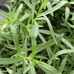 4 Mexican Tarragon Live Plants, Perennial Culinary Herb for Outdoor Garden, Raised Beds, Well-Rooted 4-8" Tall