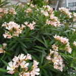 Live Oleander Plant from 5 Inc, Salmon Oleander Flower Plant Live, Well Rooted
