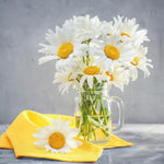 Set 3 Daisy Live Plants 5-8 Inches Well Rooted, White Perennial Flowering Daisies, Indoor Outdoor Garden