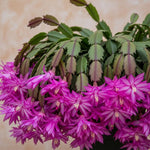 Christmas Cactus Plant Live, Starter Holiday Thanksgiving Cactus Plant for Indoor Outdoor Houseplants, Fasle Easter Cactus Plants Like, Cold Hardy, 5-9" in Tall (Purple)