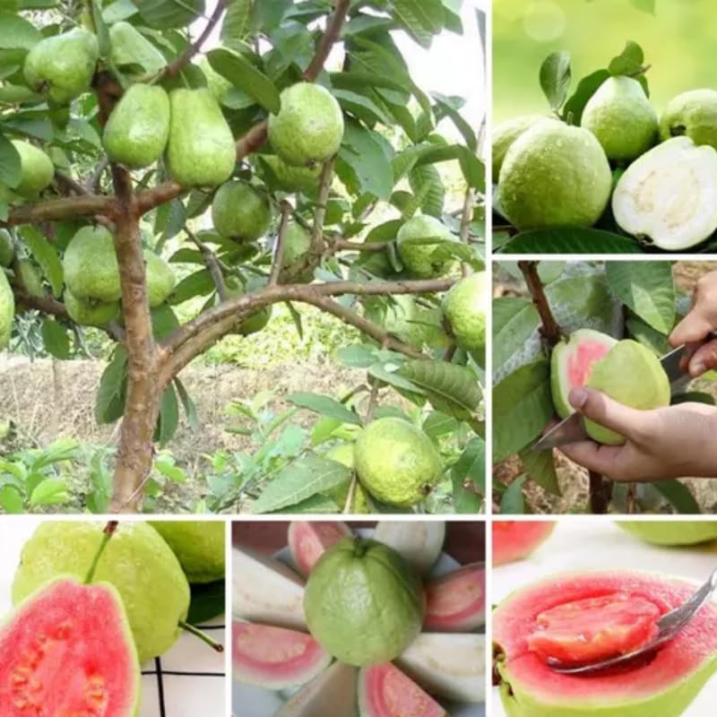 Set 4 Guava Live Plants, Guava Trees, Pink Guava Trees Live Plant, 4"-8" in Tall, Guava Trees Plant Live Guava for Gardening