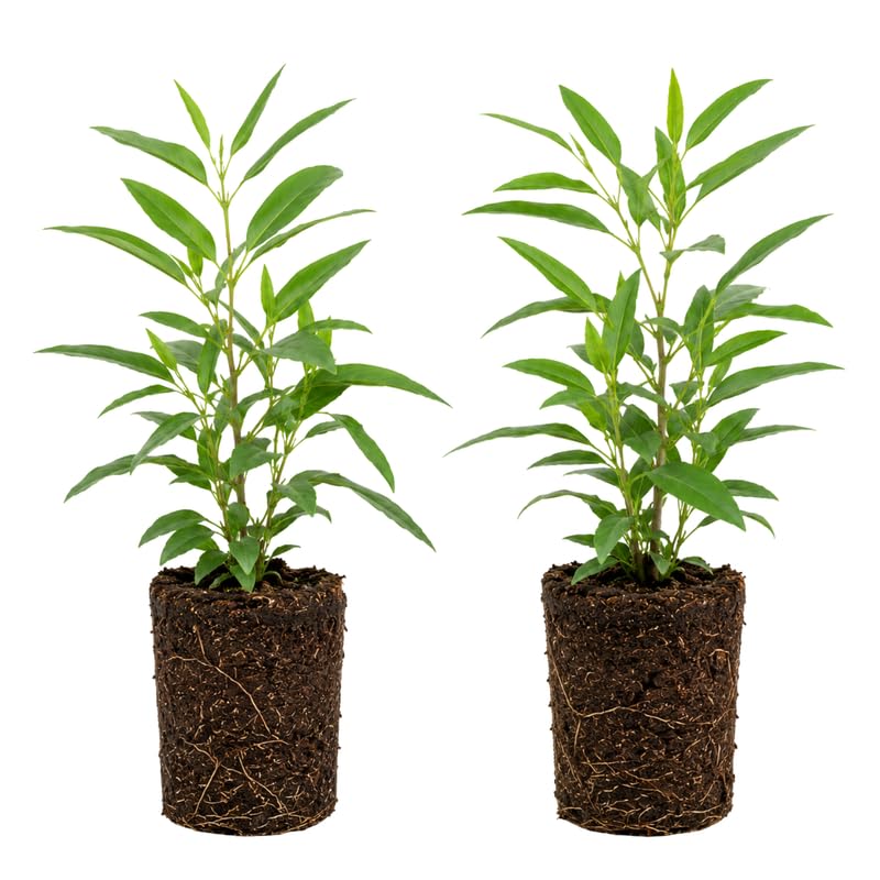 2 Lemon Eucalyptus Live Plants, Fragrant Eucalyptus Herb for Garden and Patio Containers, 2-5 Inches Tall Plugs