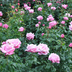 Rose Plant Live, Roses Bush for Outdoor Garden, 5-10 Inch Tall, Ornamental Flowering Shrub with Fragrant Blooms, Ready to Plant (Pink Rose)