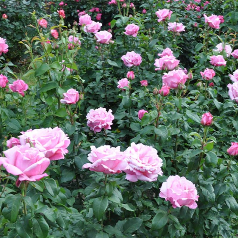 Rose Plant Live, Roses Bush for Outdoor Garden, 5-10 Inch Tall, Ornamental Flowering Shrub with Fragrant Blooms, Ready to Plant (Pink Rose)