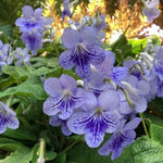 Streptocarpus Live Plant in 3.25" Pot, 5-8" False African Violet Ladyslipper Primose Plant for Spring Planting, Indoor Outdoor Home Décor (Blue White)
