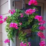 2 Geranium Plants Live, Geranium Live Plants 5 to 8 Inc Tall Seedling, Live Geranium Plant Tree Live (Pink)