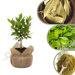 Bay Leaf Tree for Growing Laurus Nobilis Bay Leaf Trees Indoors and Outdoors from 5-9 Inc in Tall