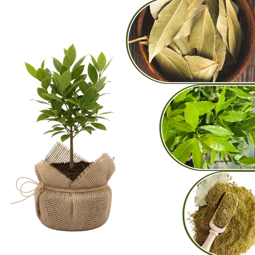 Bay Leaf Tree for Growing Laurus Nobilis Bay Leaf Trees Indoors and Outdoors from 5-9 Inc in Tall