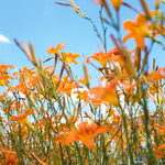 Pack 3 Double Orange Daylily Bulbs for Planting, Hardy Perennial Flower with Vibrant Blooms, Reblooming Daylilies Bulbs for Garden Borders and Containers