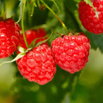 2 Raspberry Plants Live Seedlings, 5 to 9 Inch Tall, Sweet Raspberry Bush Live Plants, Edible Raspberries Fruit Trees Live Plants, No Pot (Red Raspberry)