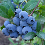 2 Blueberry Plants Live, Blueberry Trees Live Plant, Blueberry Bush Live Plant, 5-12" Tall, Blueberries Fruit Tree Ready to Grow (Misty Blueberry Plants)