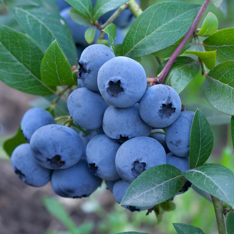 2 Blueberry Plants Live, Blueberry Trees Live Plant, Blueberry Bush Live Plant, 5-12" Tall, Blueberries Fruit Tree Ready to Grow (Misty Blueberry Plants)