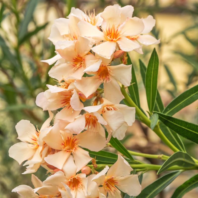 Set 2 Oleander Plants Live, Flowering Oleander Bush Shrub Ready to Grow Outdoor, 5-7 Inch Tall - Salmon Oleander