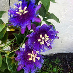 Pack 2 Passion Flower Plants Live, Passiflora Vine Well-Rooted, 5-7 Inch Tall Climbing Vine for Garden Trellises and Fences, No Pot (Deep Purple Passion Flower)