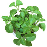 4 Live Cuban Oragano Plants, Cuban Oregano Plant Live in Pot, 4 to 6 Inches Tall, Cuban Oregano Starter Plants for Garden