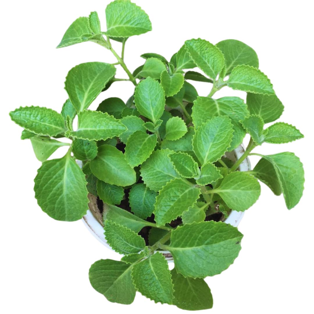 4 Live Cuban Oragano Plants, Cuban Oregano Plant Live in Pot, 4 to 6 Inches Tall, Cuban Oregano Starter Plants for Garden