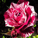 Rose Plant Live, Rose Bush Live Plant, Fragrant Flowers Ready to Plant, 5-9 Inch Height, Well-Rooted, No Pot (Stripe Red White Rose)
