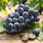 12 Sweet Black Grape Vines Cuttings 8-12'' Tall, High Yielding, Perennial Grape Vine for Growing Outdoor