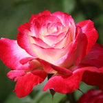 Rose Plant Live, Hybrid Tea Rose Bush Live Plant, 5-9 Inch Tall, Fragrant Flowers Shrub Ready to Plant Outdoor, No Pot, Well-Rooted (Delight Rose)
