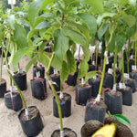 2-3Ft Avocado Trees Live Plants, Grafted Long Neck Avocado Plant Live Tree in Pot, No CA