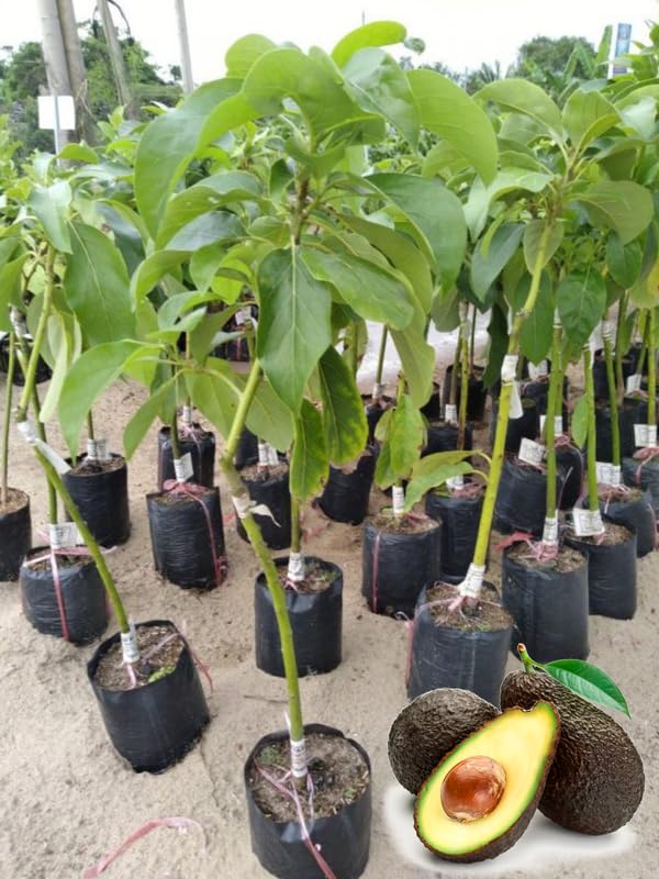 2-3Ft Avocado Trees Live Plants, Grafted Long Neck Avocado Plant Live Tree in Pot, No CA