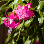 True Christmas Cactus Live Plant, Vibrant Pink Christmas Cactus Houseplant 4-6 Inch, Holiday Succulent Flower for Hanging Basket, Container